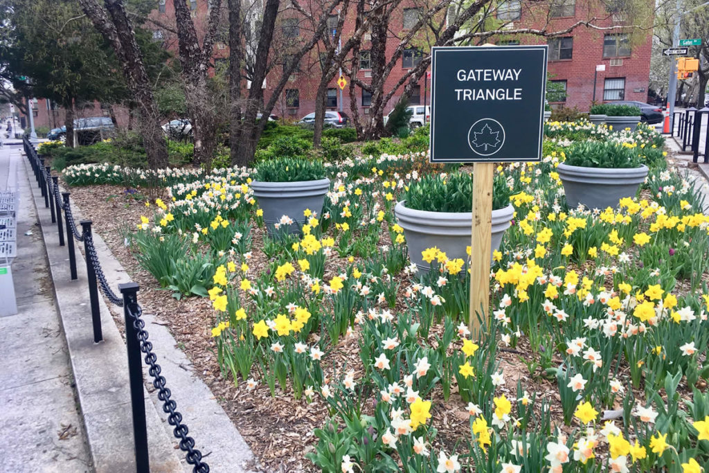 A wooden post with dark green sign that reads "Gateway Triangle" with the NYC Parks symbol of a maple leaf in a circle coming out of a garden filled with white and yellow daffodils and giant potted plants with trees and a building in the background.